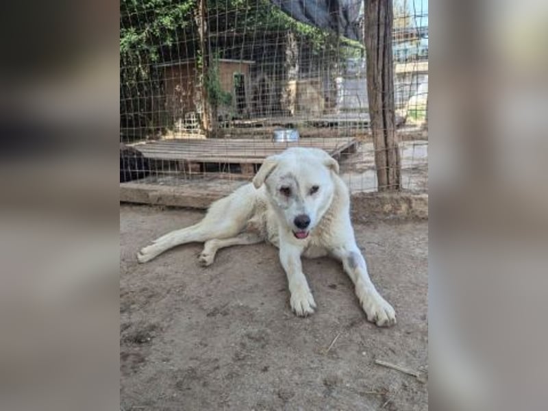 Freundlicher Kenny  sucht sein Glück