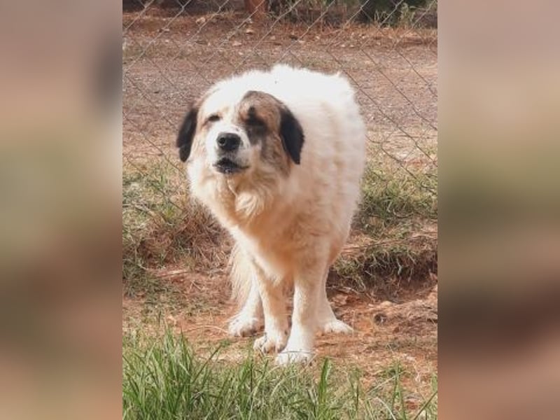 Anezia - feines, zurückhaltendes Hundemädchen