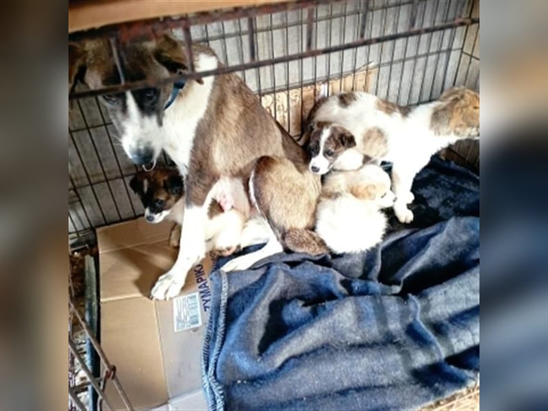 LINA - aufgewecktes und verträgliches Hundemädchen