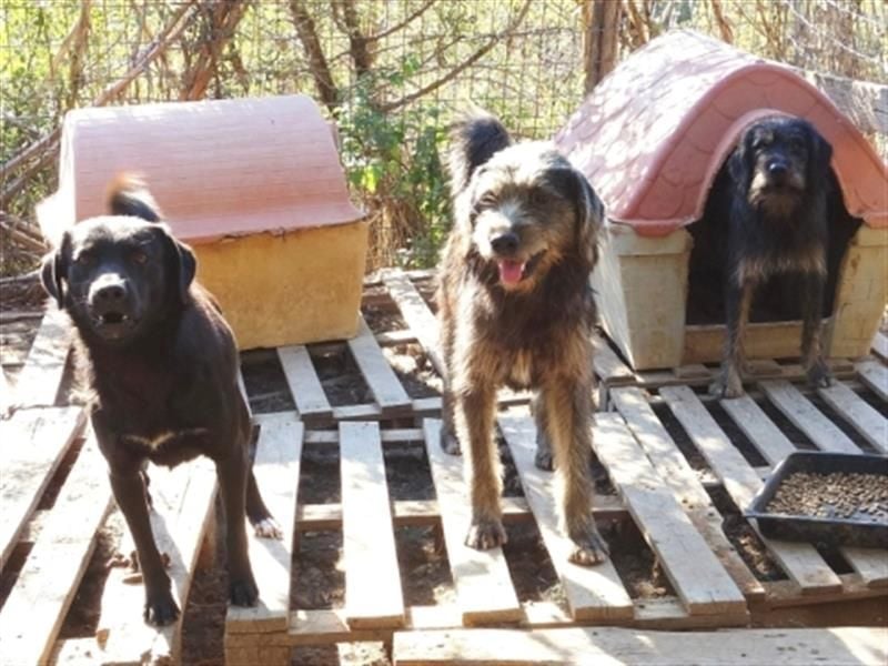 Fanis - wuscheliger Herzenshund