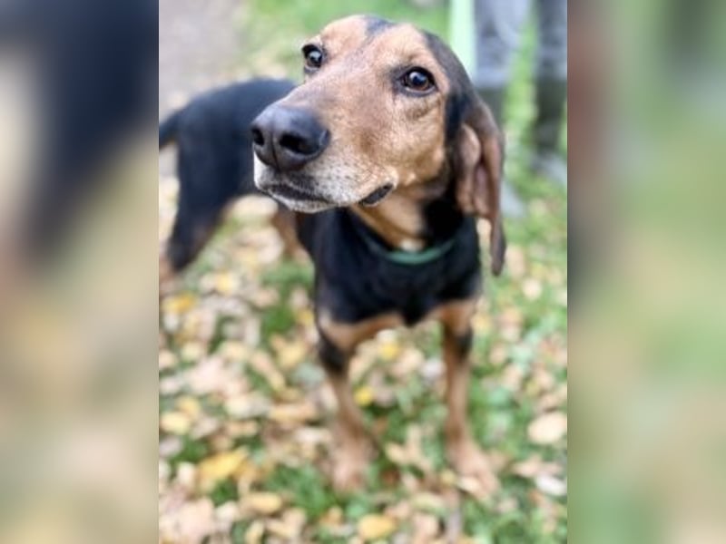 Sanfter Marco sucht sein Glück