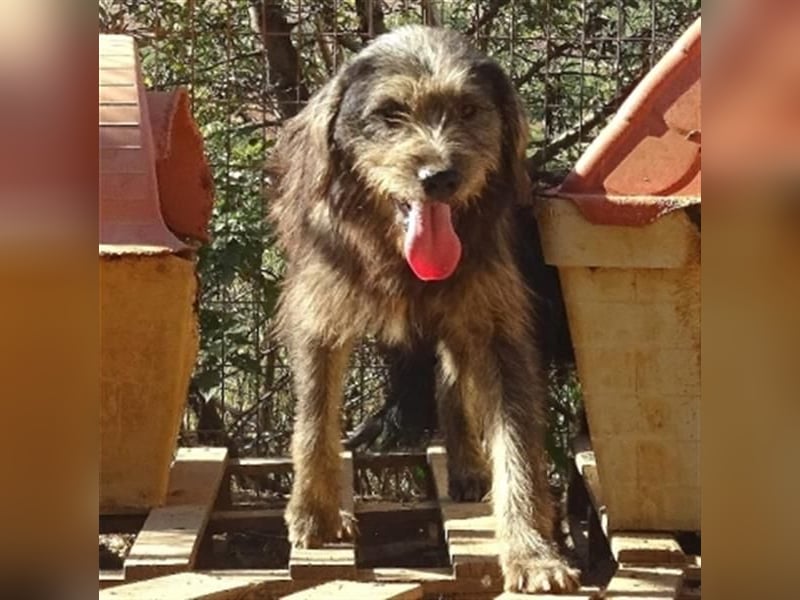 Fanis - wuscheliger Herzenshund