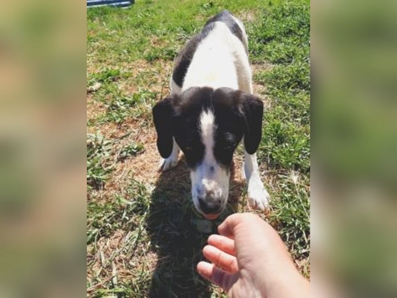 freundliche Lizy sucht ihre Menschen