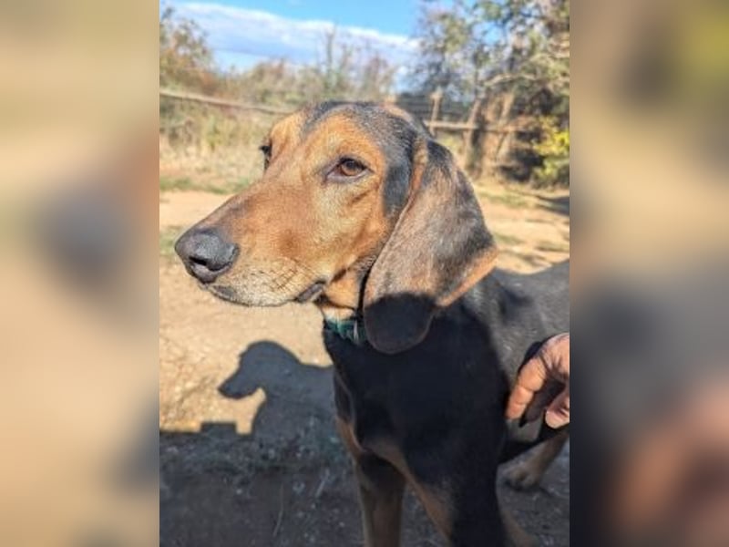 Sanfter Marco sucht sein Glück