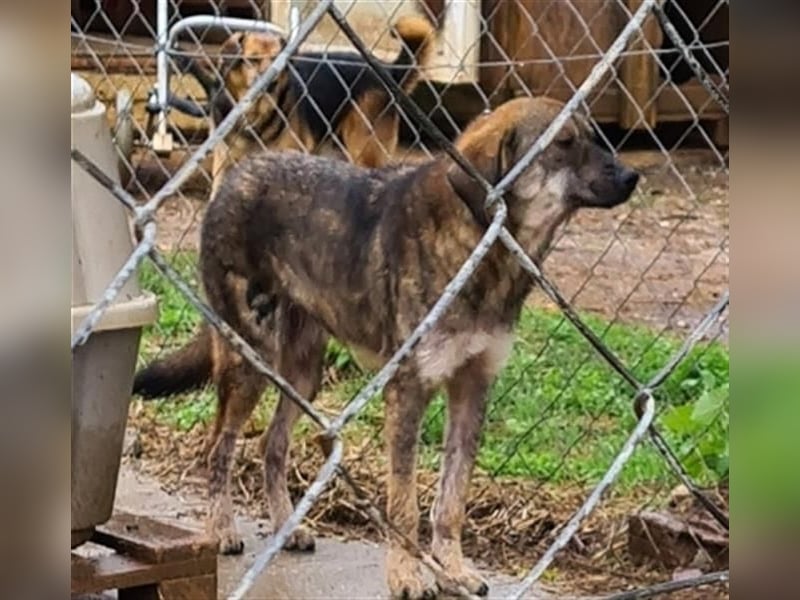 Siera - freundliches zurückhaltendes Hundemädchen