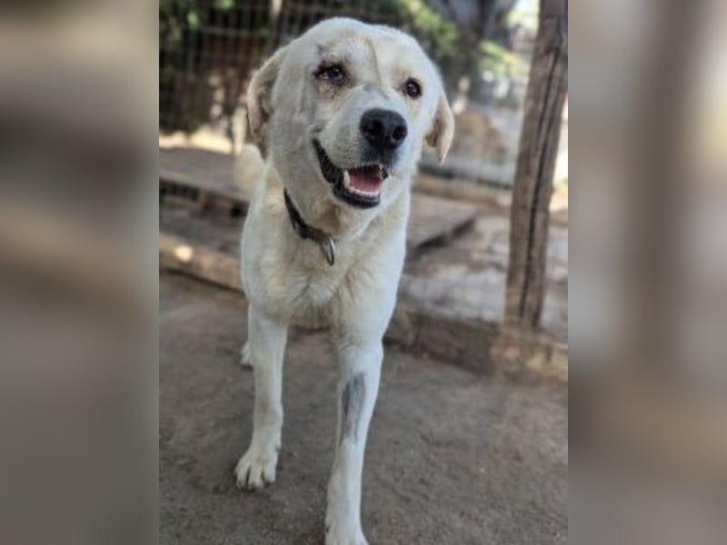 Freundlicher Kenny  sucht sein Glück