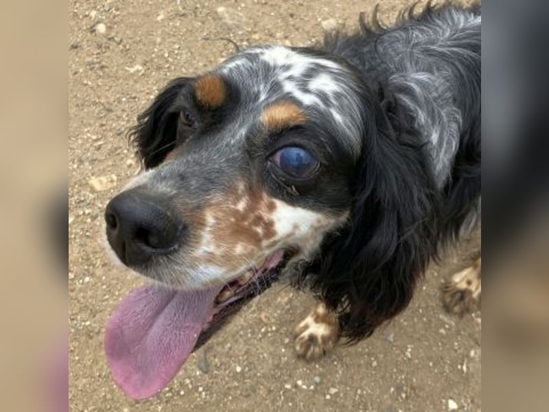 *Handicap* Lola - freundliche, menschenbezogene Setter-Mix-Hündin