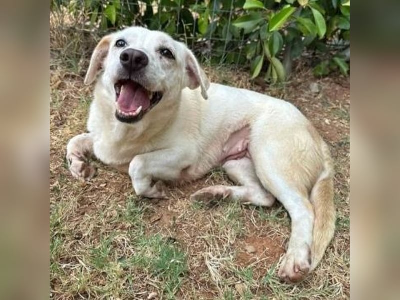 Freundliche Clara sucht ihr Für immer Zuhause