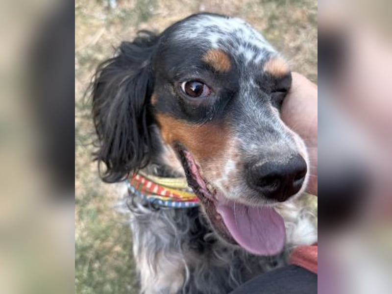 *Handicap* Lola - freundliche, menschenbezogene Setter-Mix-Hündin