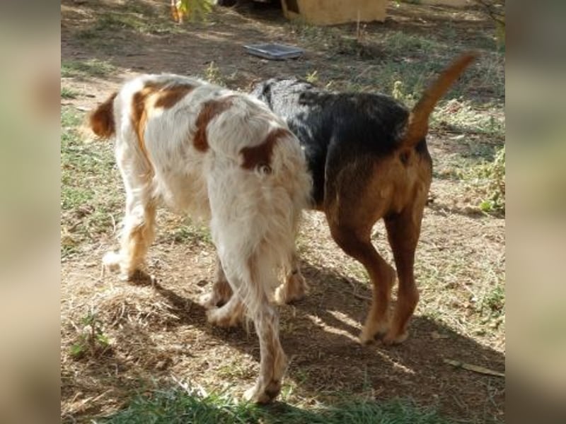 Kostas - eine sanfte Seele auf der Suche nach seinem Glück