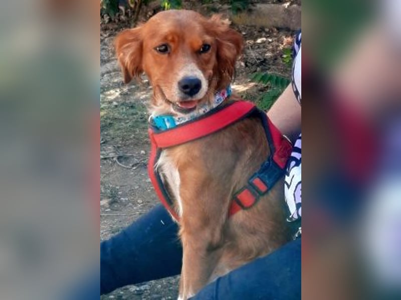 Sissi-charmante kleine Hundedame wartet auf ihr Glück