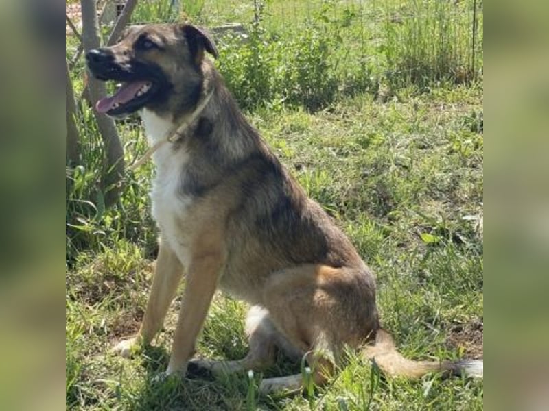 Zauberhafter Logan - sanfte zurückhaltende Seele