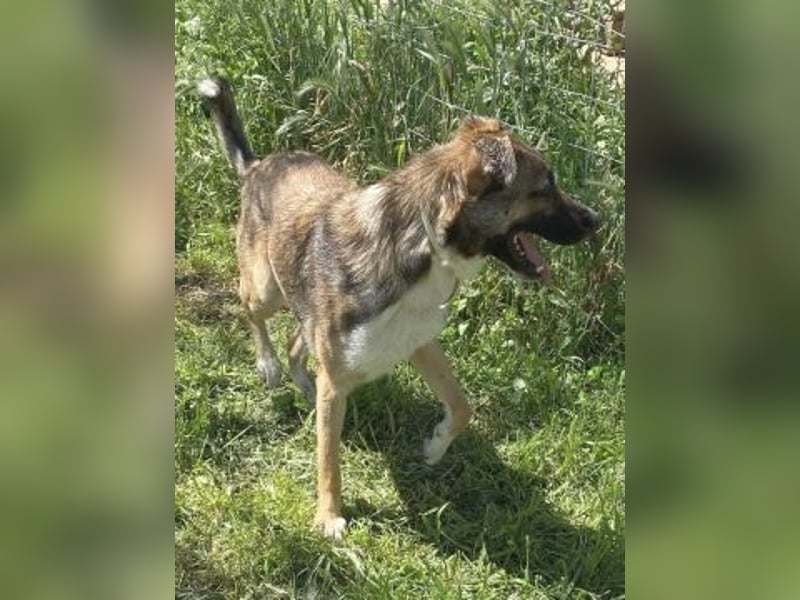 Zauberhafter Logan - sanfte zurückhaltende Seele