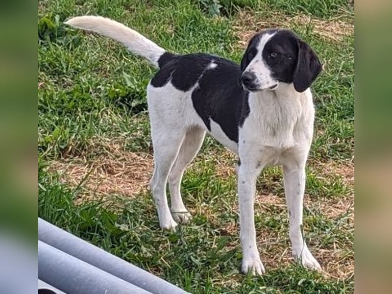 freundliche Lizy sucht ihre Menschen