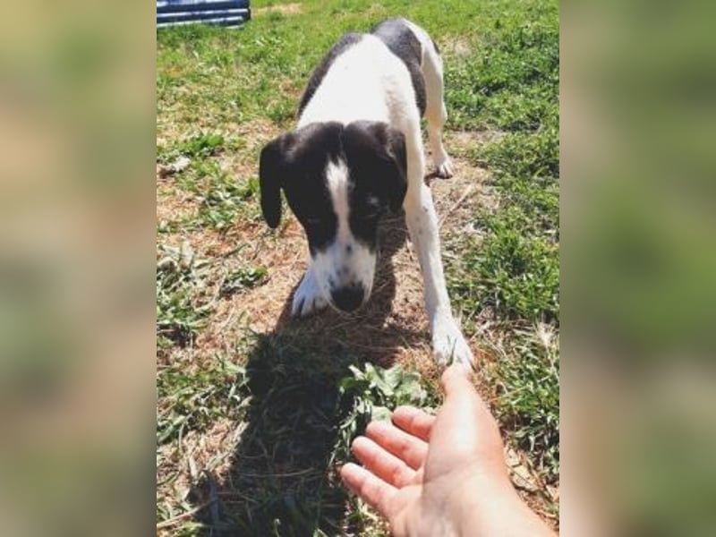 freundliche Lizy sucht ihre Menschen