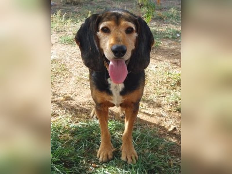 Kostas - eine sanfte Seele auf der Suche nach seinem Glück