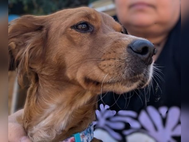 Sissi-charmante kleine Hundedame wartet auf ihr Glück