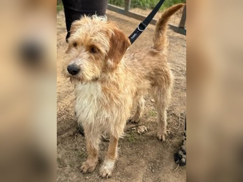 Simon - junger Sonnenschein sucht seine Menschen