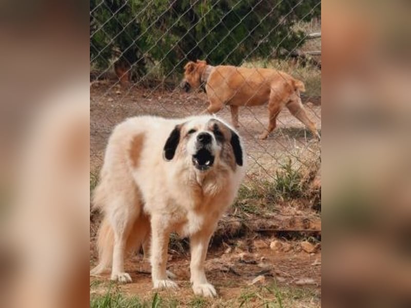 Anezia - feines, zurückhaltendes Hundemädchen