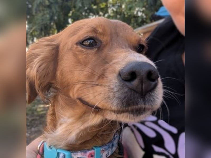 Sissi-charmante kleine Hundedame wartet auf ihr Glück