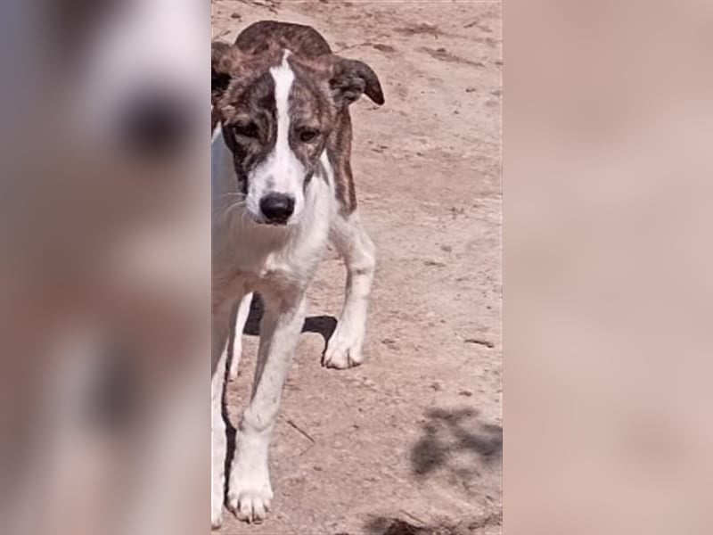 LINA - aufgewecktes und verträgliches Hundemädchen