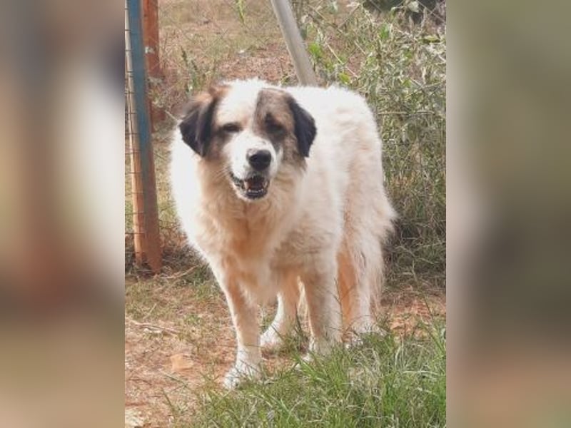 Anezia - feines, zurückhaltendes Hundemädchen