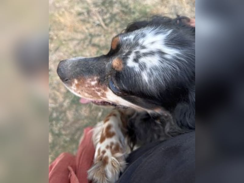 *Handicap* Lola - freundliche, menschenbezogene Setter-Mix-Hündin