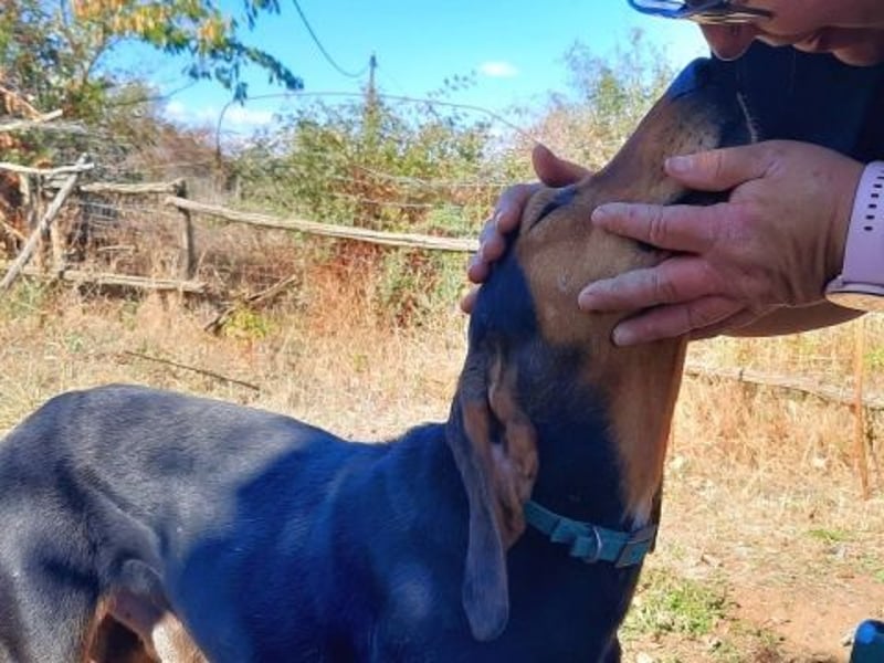 Sanfter Marco sucht sein Glück