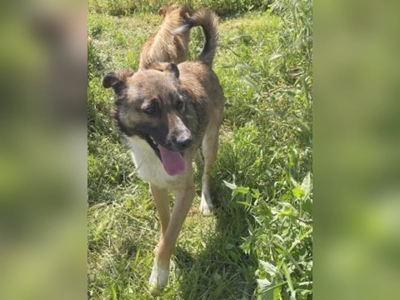 Zauberhafter Logan - sanfte zurückhaltende Seele