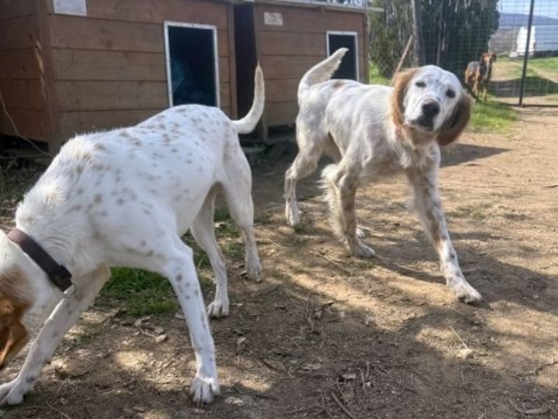 Bezaubernde Marilia sucht ihr Glück