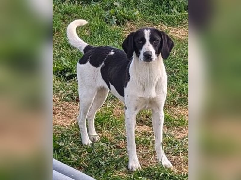 freundliche Lizy sucht ihre Menschen