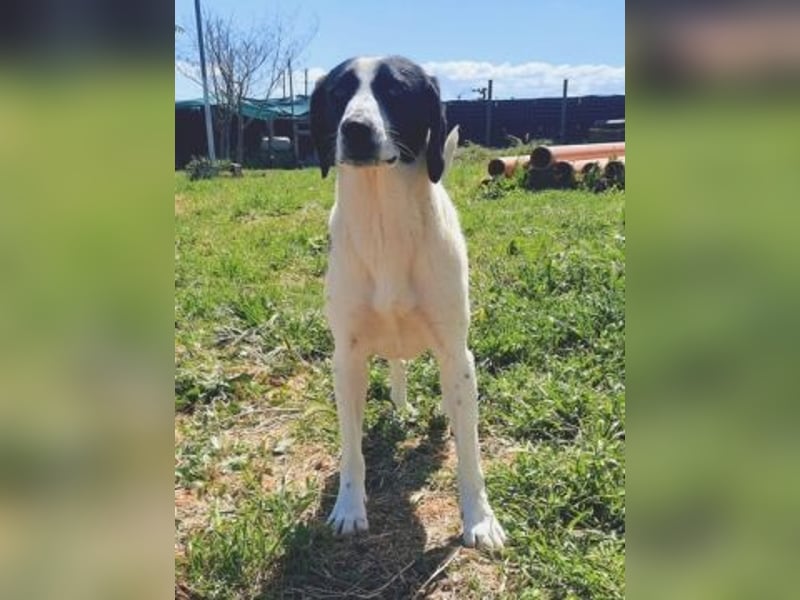 freundliche Lizy sucht ihre Menschen