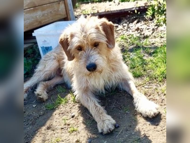 Simon - junger Sonnenschein sucht seine Menschen