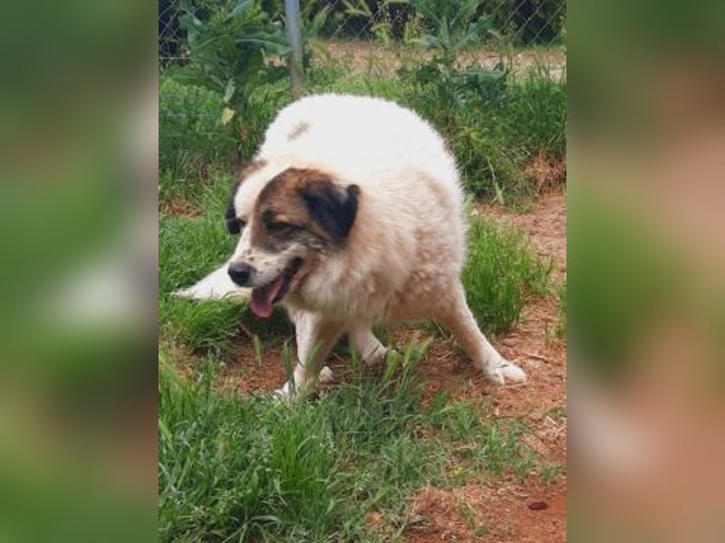 Anezia - feines, zurückhaltendes Hundemädchen