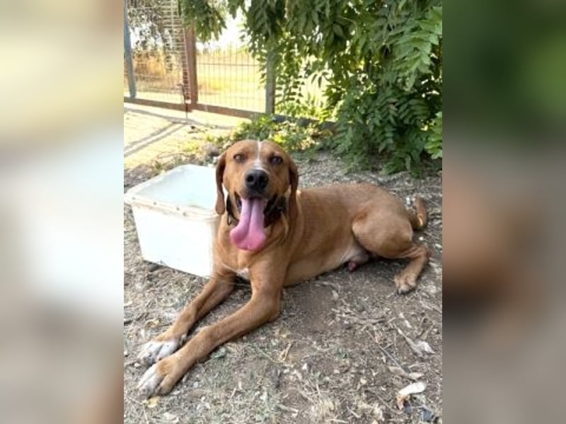 Toller verträglicher Manny - aufgeweckt aber lieb und verschmust