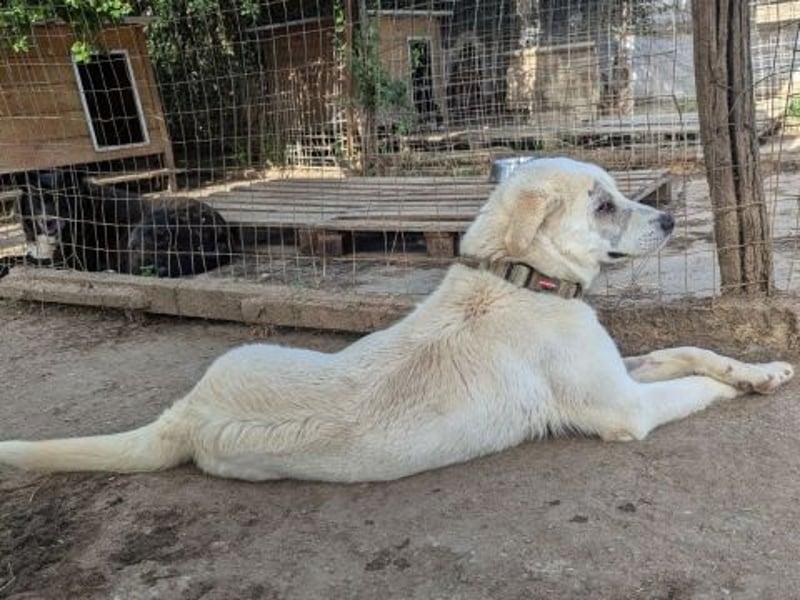 Freundlicher Kenny  sucht sein Glück