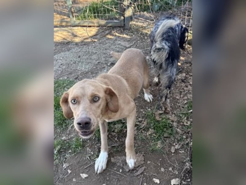 Gretel - lernbegierige schöne Junghündin