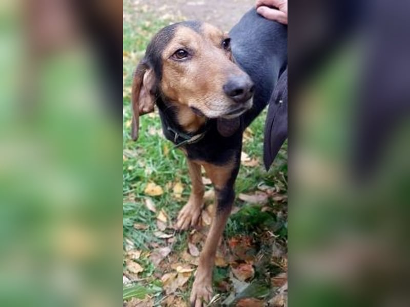 Sanfter Marco sucht sein Glück