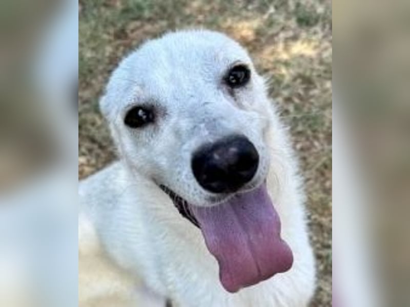 Ivory - junger Herzenshund sucht seine Menschen
