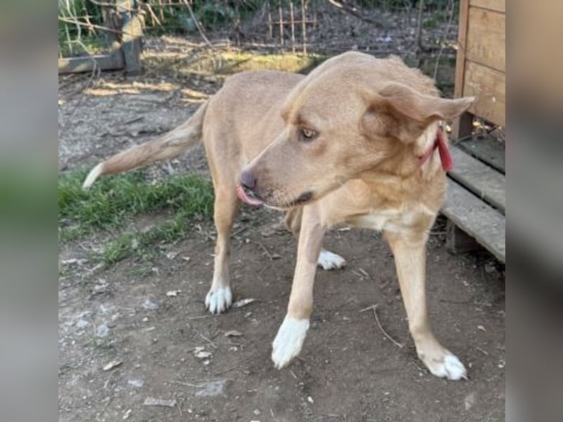 Gretel - lernbegierige schöne Junghündin