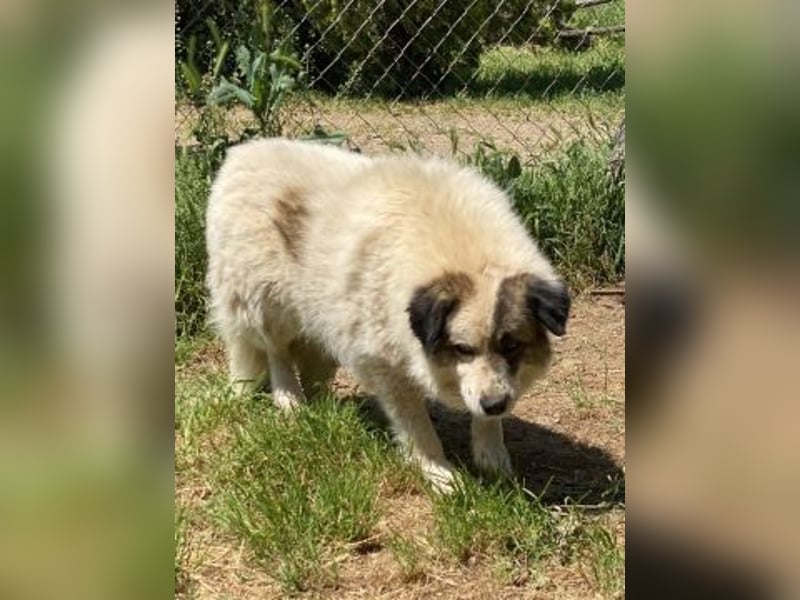 Anezia - feines, zurückhaltendes Hundemädchen