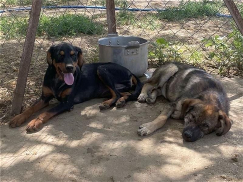 Siera - freundliches zurückhaltendes Hundemädchen