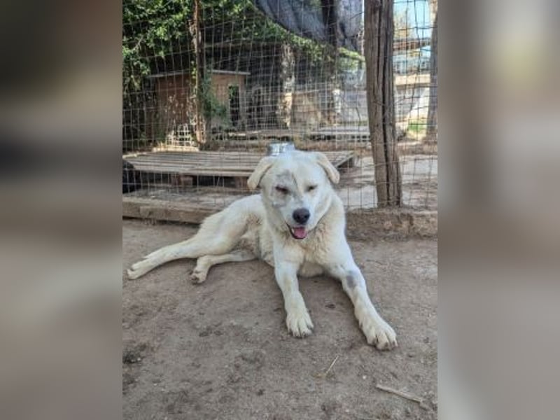 Freundlicher Kenny  sucht sein Glück