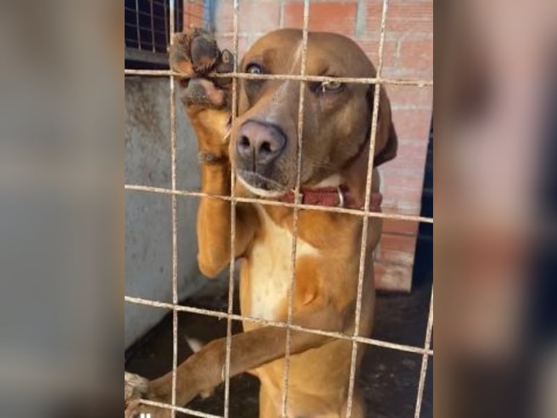 Toller verträglicher Manny - aufgeweckt aber lieb und verschmust