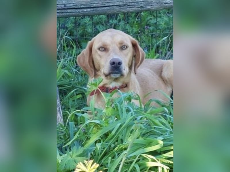 Gretel - lernbegierige schöne Junghündin