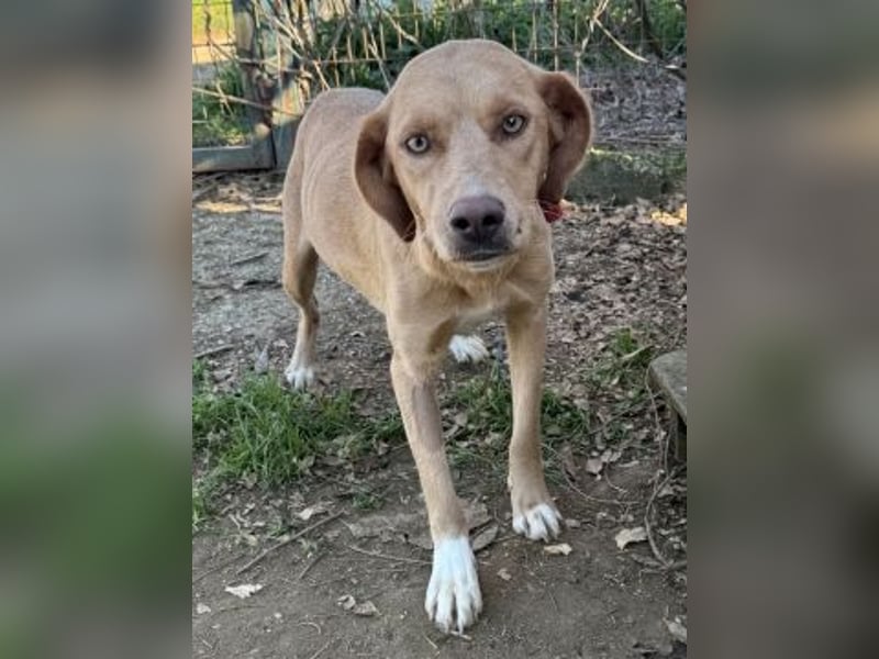 Gretel - lernbegierige schöne Junghündin