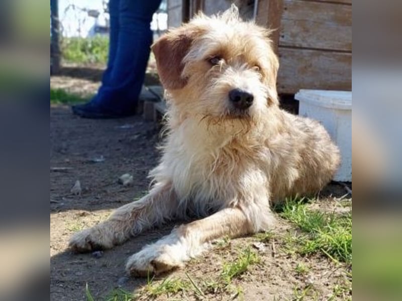 Sonnenschein Simon sucht seine Menschen