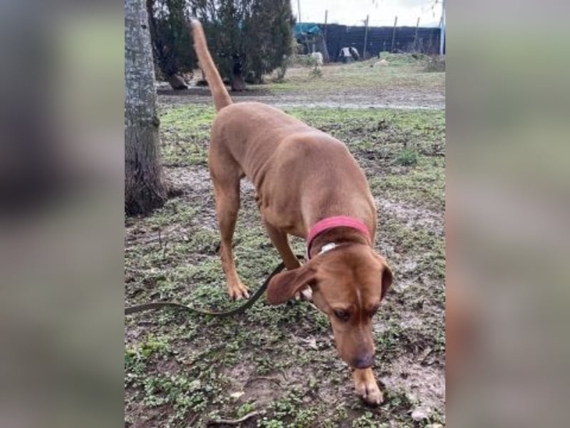 Toller verträglicher Manny - aufgeweckt aber lieb und verschmust