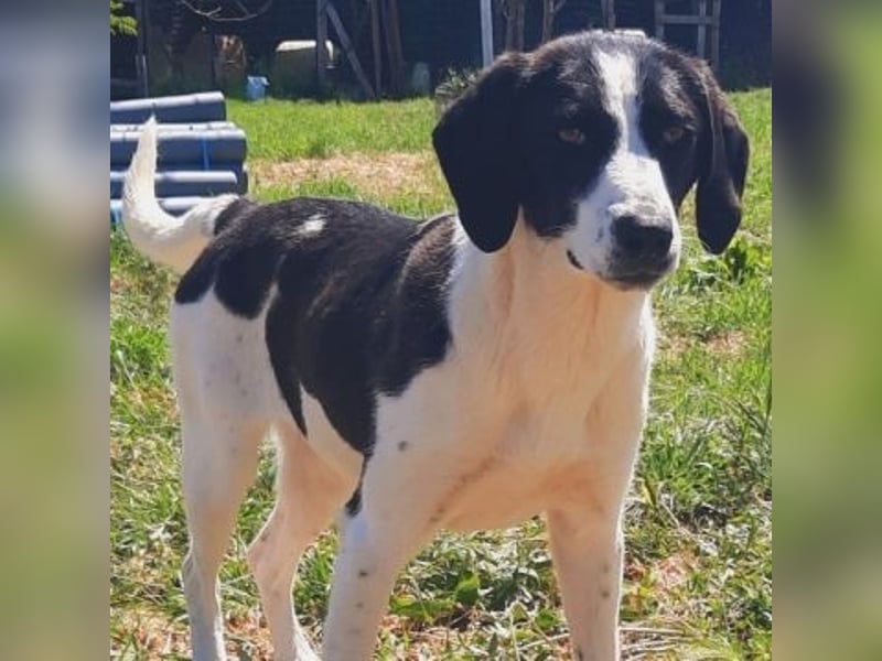 freundliche Lizy sucht ihre Menschen