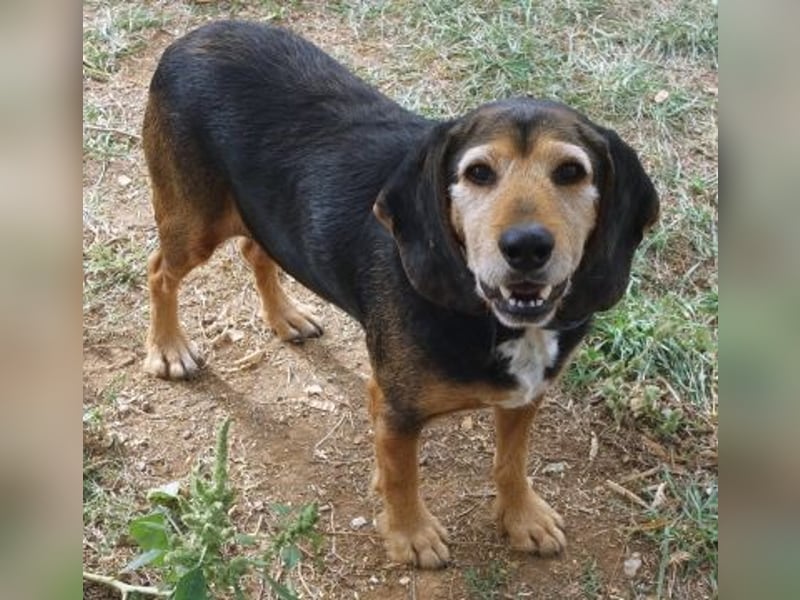 Kostas - eine sanfte Seele auf der Suche nach seinem Glück